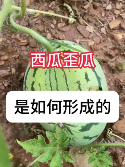 西瓜歪瓜是什么原因？ #农业种植 #西瓜 #抖音助农 #农业技术推广 #助力三农