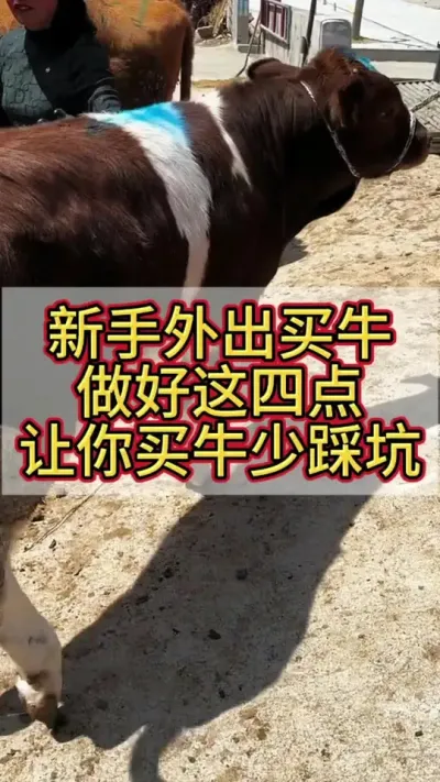 新手外出买牛，学会这4点，让你买牛少走弯路少踩坑#农村养牛 #养牛人 #养牛 #养牛技术 #科学养牛