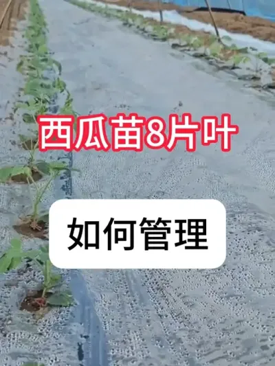 ������8ƬҶ֮ǰ�����������Ż��߲��� �������ڹ����ƻ�#������ũ #��ũ #���� #���ڹ��� #�������ղ���Ӳԭ��