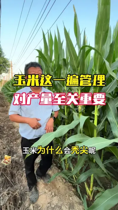 �������ʱ����һ������Բ���������Ҫ##����ݪֲ#����ݪֲ���� #���׸߲� #���׸߲�ݪֲ���� #ë��������߲�����