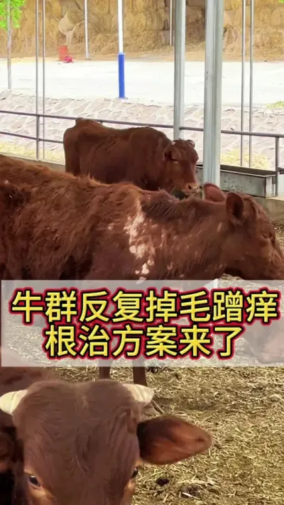 牛群反复掉毛蹭痒长癣长癞，根治方案来了#养牛 #养牛人 #农村养牛 #养牛技术 #科学养牛