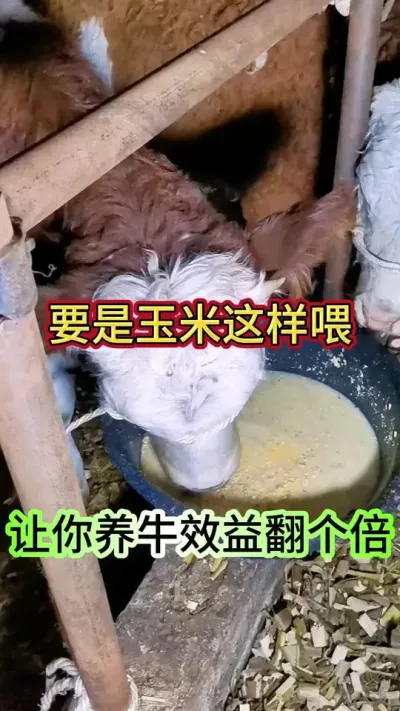 玉米这样喂牛，效益翻一倍#养牛 #养牛人 #农村养牛 #牛羊养殖 #三农