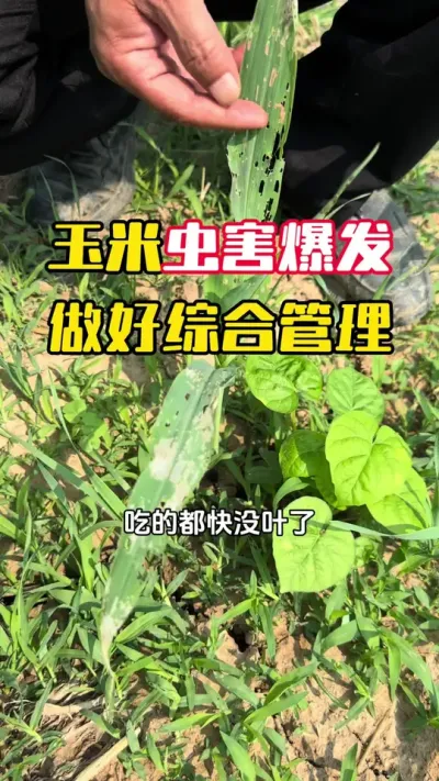 ���׳溦�󱬷���һ��Ҫ�����ۺϹ���#����ݪֲ #���׹��� #���׸߲� #���׸߲�ݪֲ���� #ë��������߲�����