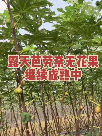 �о仰�г��޻�����ֹ���Ǵ��������֤ʵ�����εĿڸ��кε�����#�����޻���ݪֲרҵ������ #�޻�������