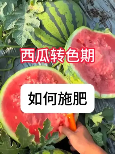 怎么让西瓜不空心？西瓜后期水肥管理 #西瓜 #抖音助农 #农业种植 #热点小助手 #三农