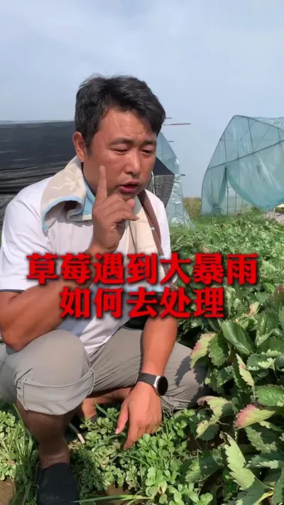 ��ݮ��������������ֹ��#��ݮݪֲ #��ݮݪֲ���� #��ݮ���� #����ũҵ֪ʶ��ũ���������� #��ũ������