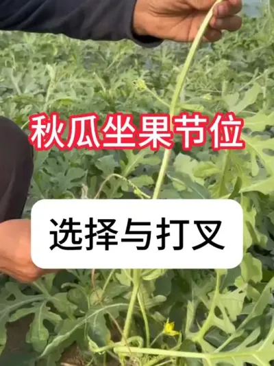 ����ʲôʱ���������ϴ�漼�� #����ݪֲ #ũ���ƹ� #��ũ #�������� #������ũ