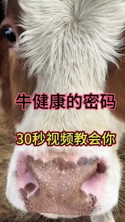 ţ���ӵ���������ţ��һ��Ҫע��#��ţ #��ţ�� #��ţ���� #ũ����ţ