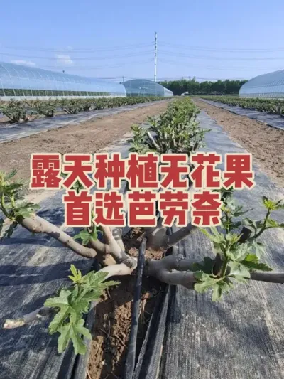 我给大家推荐的都是经过多年种植实验过的，听我的不会踩坑 #耿记无花果种植专业合作社 #无花果树苗