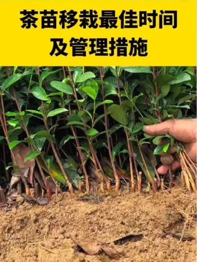 �����������ʱ�估��������#����