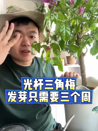 光杆三角梅，发芽只要三个周！ #养花小知识 #养花 #花卉 #花卉绿植 #盆栽