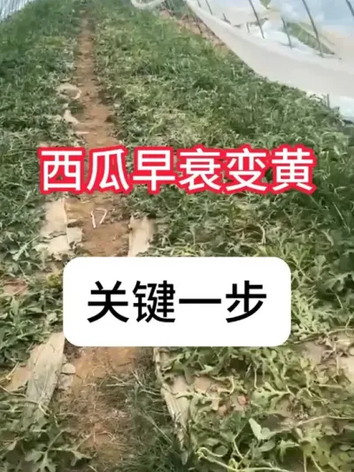 ������˥���Ե��ԭ�ɼ����β��� #����ݪֲ #���溦���� #ũ���ƹ� #��ũ #������ũ