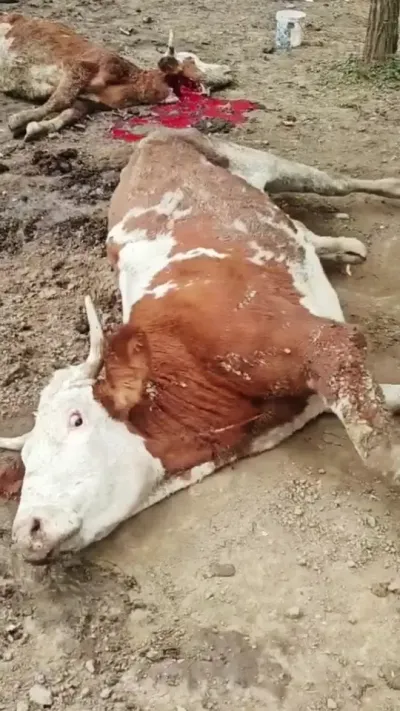 ��ţ�˵�����#��ţ�� #��ţ #��ũ��ֳ