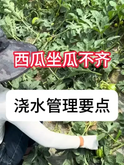 �������ϲ�����Ҫ��������ˮ�ʹ��� #����ݪֲ #ũҵݪֲ #ݪֲС���� #��ũ #������ũ