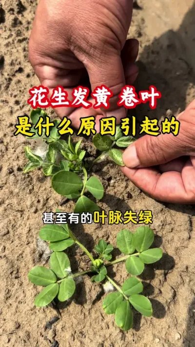 花生发黄卷叶是什么问题，对产量有没有影响，应该怎么办#花生种植 #花生高产全程模式化管理 #花生高产 #花生管理 #毛国富大田高产管理