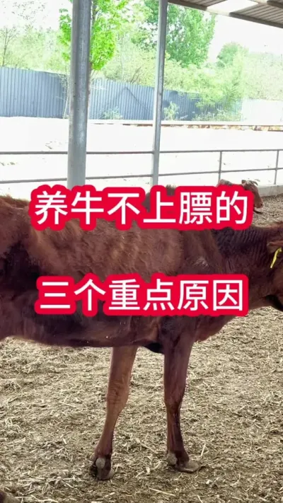 ��ţ���ϱ�������ص�Ե��ԭ��#��ţ�� #��ţ���� #��ֳ