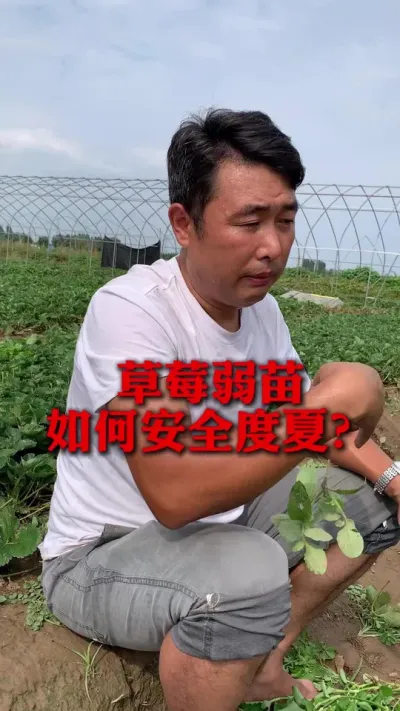 ��ݮ���������徲������#��ݮݪֲ #��ݮ���� #��ݮݪֲ���� #��ũ������ #����ũҵ֪ʶ��ũ����������