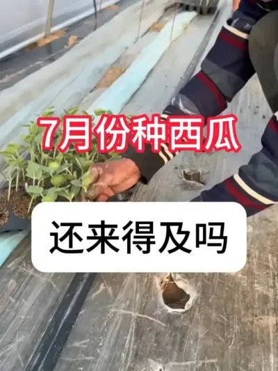 7�»���������������������ݪֲʱ�� #����ݪֲ #ݪֲС���� #��ũ #��ũ������ #������ũ