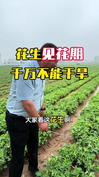 ����һ���Ż�������Ŀ��#����ݪֲ #�������� #�����߲� #�����߲�ݪֲ #ë��������߲�����