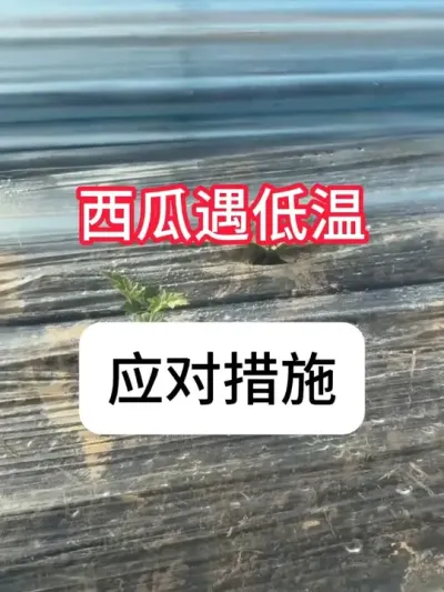 ����ݪֲ����������ʱ��Ӧ������Ӧ���� ����������Ӧ�Բ���#��ũ #���� #���溦���� #���� #����ݪֲ