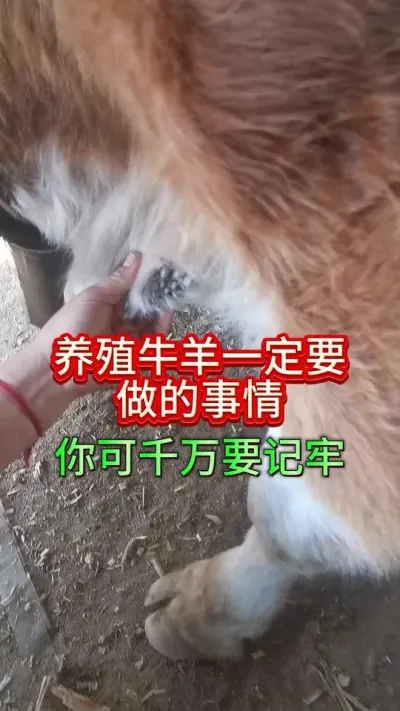 养殖牛羊一定要做的事情，你可千万要记住了#养牛人 #养牛 #养牛技术 #牛羊养殖 #三农