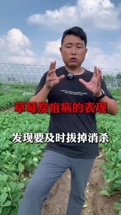 ��ݮ̿�Ҳ�������#��ݮݪֲ #��ݮ���� #��ݮݪֲ���� #��ũ������ #����ũҵ֪ʶ��ũ����������