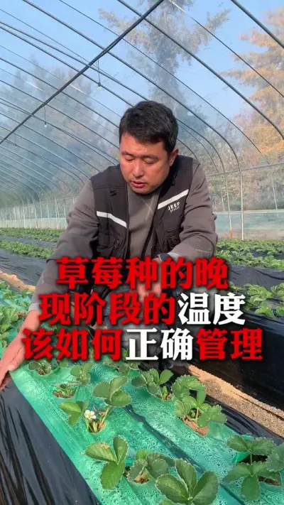 �ֵĳ��ֽ׶������¶ȹ���#��ݮݪֲ #��ݮ���� #��ݮݪֲ���� #����ũҵ֪ʶ��ũ���������� #��ũ������