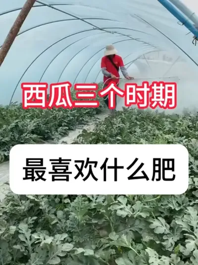 西瓜增产肥怎么施？西瓜施肥技巧 #西瓜种植 #三农 #农业知识#果园管理#抖音助农