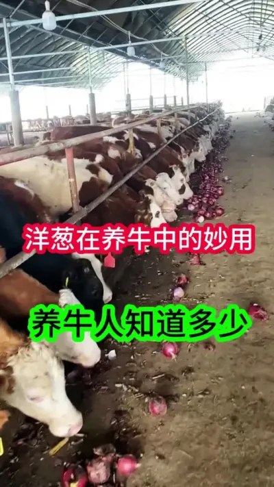 �������ţ�е���������ţ��֪������#��ţ�� #ũ����ţ�� #��ţ���� #ţ����ֳ