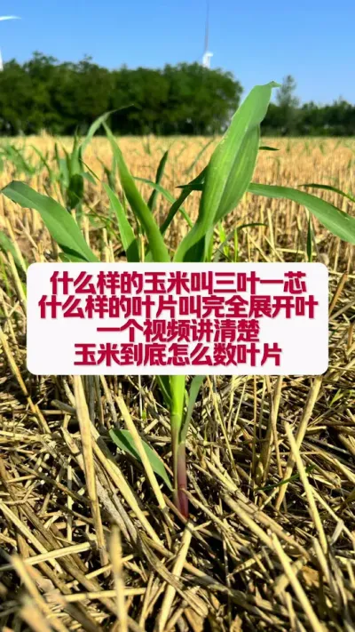 ����ҶƬ��ô�� #ũҵݪֲ #������ũ֧����ũ������ #ݪֲС���� #������ũ������ũ