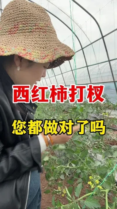 西红柿打杈您都做对了吗#西红柿种植#西红柿种植技术