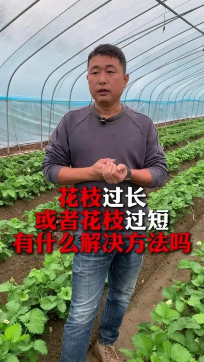 ��֦������֦������ʲô�������#��ݮݪֲ #��ݮ���� #��ݮݪֲ���� #����ũҵ֪ʶ��ũ���������� #��ũ������