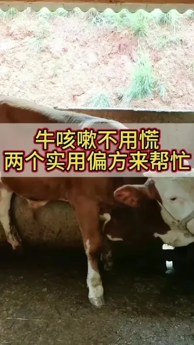 牛咳嗽不用慌，两个实用偏方来帮忙#农村养牛 #科学养牛 #养牛人 #养牛 #三农