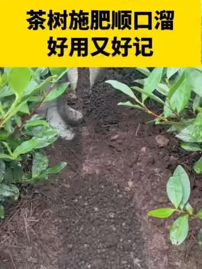 茶树施肥顺口溜，好用又好记#茶树种植 #茶树管理技术与指导 #茶树
