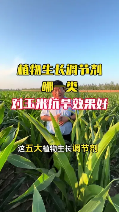 �ɺ�����������һ���ֲ�������������������׿���Ч������#����ݪֲ#����ݪֲ���� #���׸߲� #ֲ������������ #ë��������߲�����