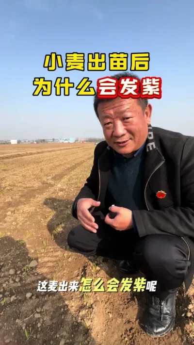 С����Ϊɶ�ᷢ��#С�� #С��ݪֲ #С��߲������ƻ� #С��߲��䷽ #ë��������߲�����