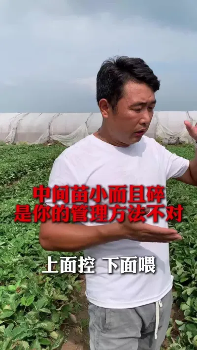 ������С�������������Ҫ����#��ݮݪֲ #��ݮݪֲ���� #��ݮ���� #��ũ������ #����ũҵ֪ʶ��ũ����������