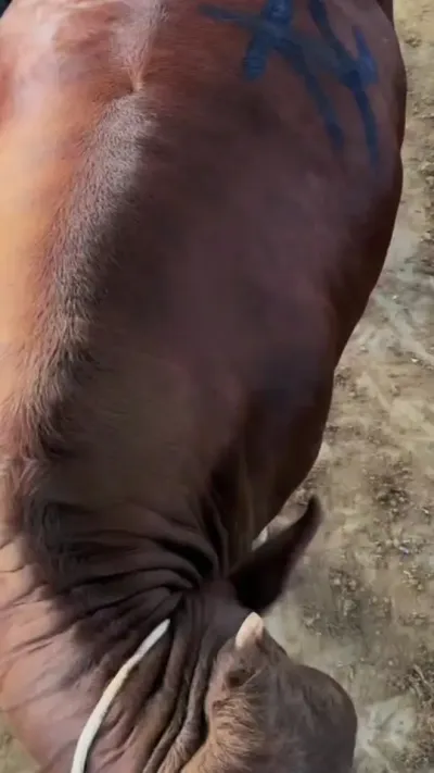 ����ţ�߷ʿ�������������һ����ι����ƨ��#����ţ #��ţ #��ţ�� #��ֳ����