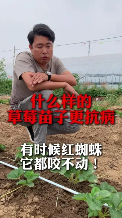 为什么别人家的苗子总比我的苗子抗病？#分享农业知识帮农民增产增收 #草莓种植技术 #草莓种植 #草莓育苗 #草莓种植管理技术和方法