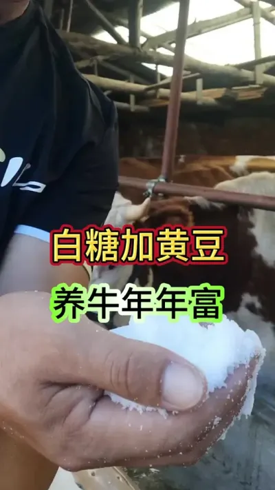 白糖加黄豆，养牛天天富#牛羊养殖 #养牛 #养牛人 #农村养牛 #三农