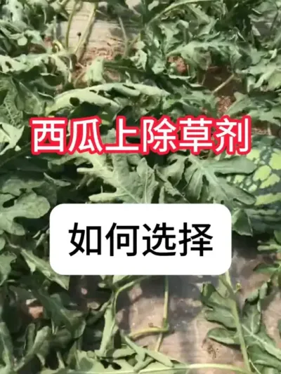 ϳݼѡ ϳݼ׼ȷѡ#ũ # #ݼ # #ݪֲ