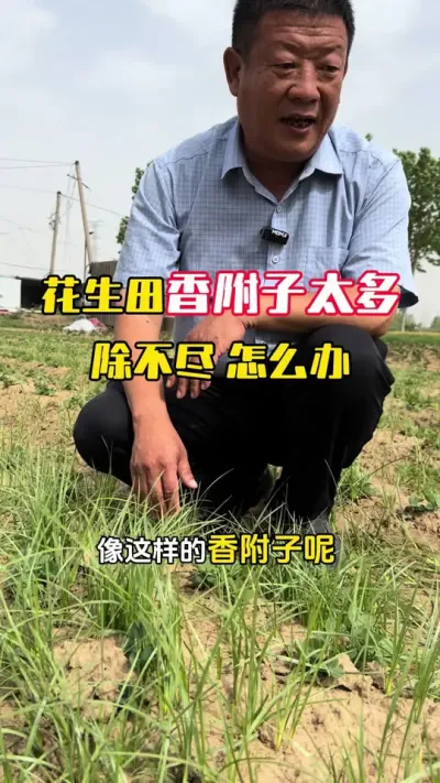 花生地香附子地地林太多除不尽怎么办？#花生种植 #花生高产 #花生管理 #花生高产管理 #毛国富大田高产管理