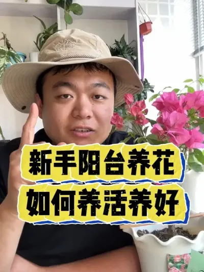 新手养太阳花，如何养好花。 #养花 #养花小知识 #花卉 #花卉绿植 #盆栽