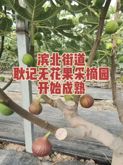 �����ʵ��޻����������ʿ�������Ȼ�������ӵļ���վŮ�˵�����Ժ#�����޻���ݪֲרҵ������ #�������﹢�и��óԵ��޻�����ժ԰