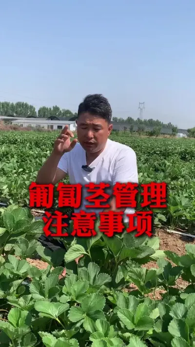 ���뾥����ע������#��ݮݪֲ #��ݮ���� #��ݮݪֲ���� #��ũ������ #����ũҵ֪ʶ��ũ����������