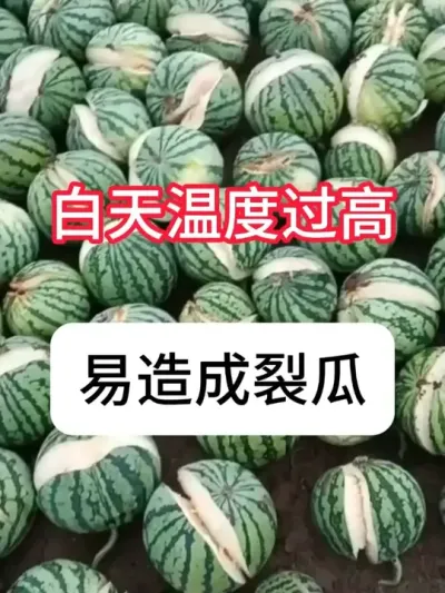 ��ô�����������ѹ������ϸ�������� #����ݪֲ #ũ���ƹ� #�ѹ� #��ũ #������ũ