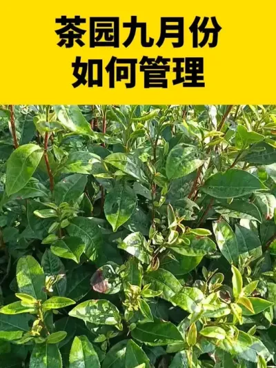 ��԰���·���������#��԰ #���� #����ݪֲ