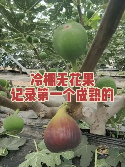 �����Ժ�����#�����޻���ݪֲרҵ������ #�޻�������