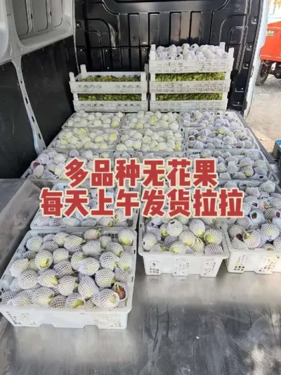 ��ͻ�Ҫ�����첨����Ͱ��������н���Ҷ�������ѡ���ۼҾ��������ۼ�? #�����޻���ݪֲרҵ������ #�޻�����ժ #�޻�������