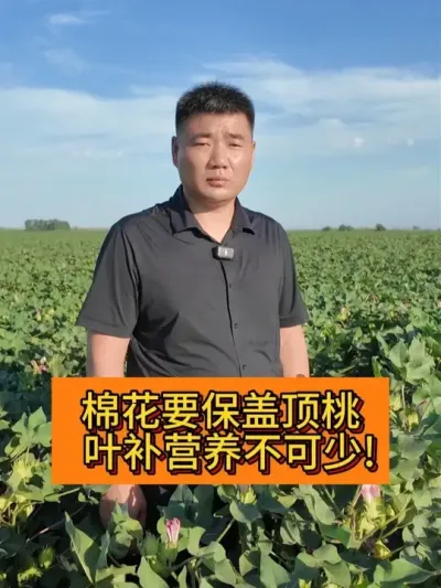 �޻�Ҫ���Ƕ��� Ҷ��Ӫ�������� #��ũ������2025#��ũ�� #ݪֲС���� #������ũ֧����ũ #��ũݪֲ